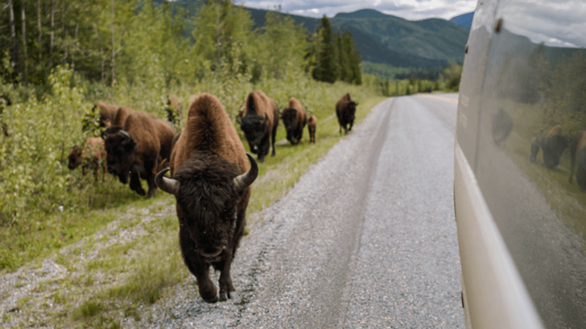 bison beside highway