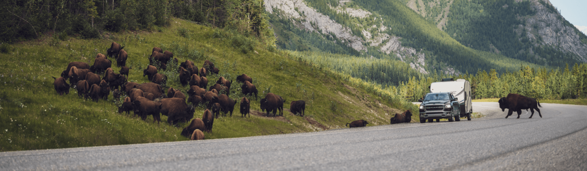 Vehicle and bison on Alaska Highway