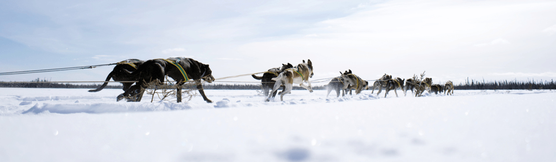 Dog sled racing on snow covered lake