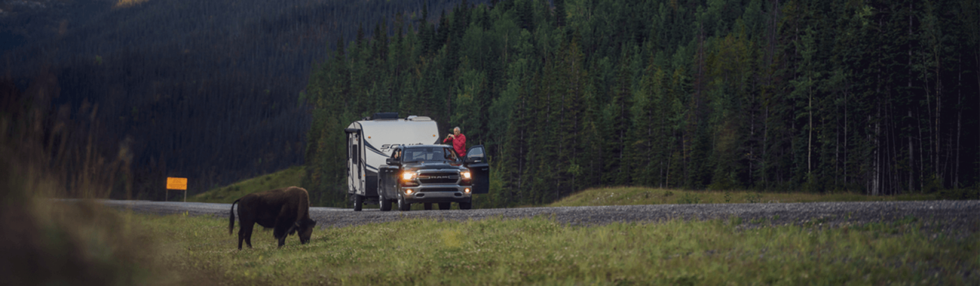 Person taking picture of Bison