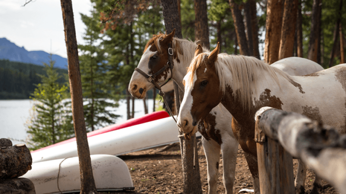 horses near remote lake