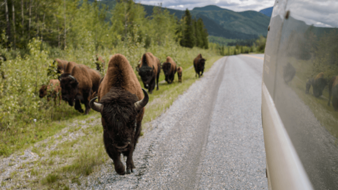 bison beside highway