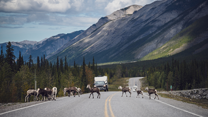 Stone sheep crossing Alaska Highway