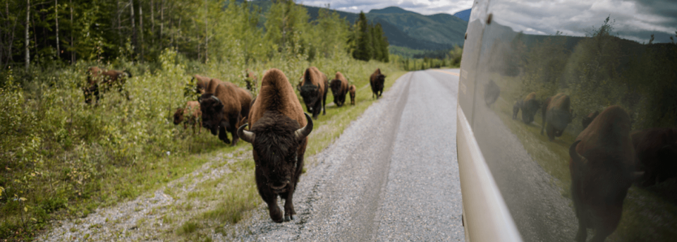 bison beside highway